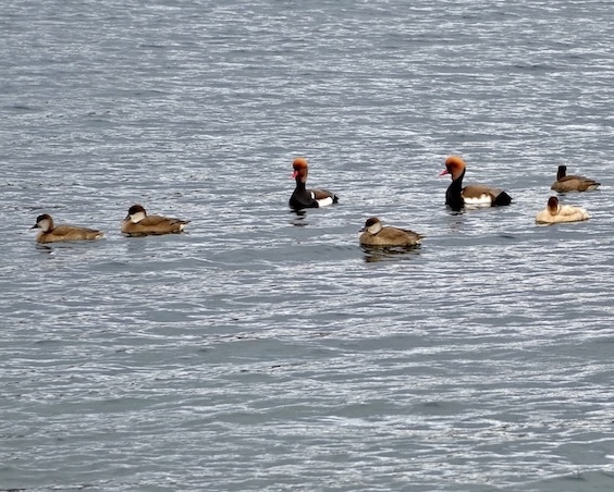 red-crested pochard